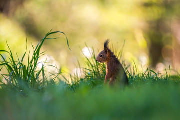Eichhörnchen im Gras