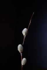 flower on black background