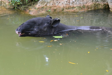 Fototapeta premium Malayan Tapir (Tapirus indicus) in water