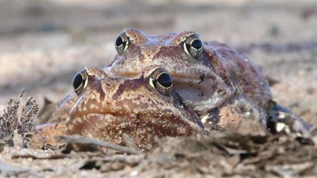 Seasonal mating of toads for reproduction. The sexual life of animals in the natural environment. 