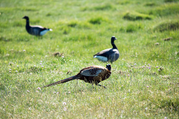 Wildvögel Amrum