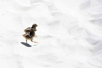 Fasanenküken Amrum Düne
