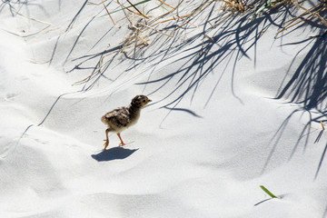 Fasanenküken Amrum Düne