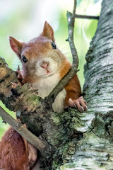 Ein Eichhörnchen auf einem Baum © foto_tech