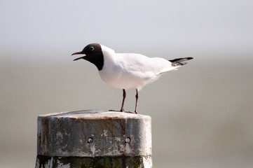 Black-headed Gull along the Afsluitdijk