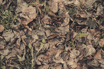 Spring first wild primrose flowers on old foliage in the forest