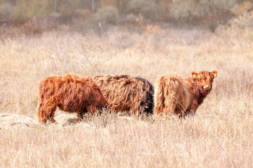 Three Running Scottish Highland Cows