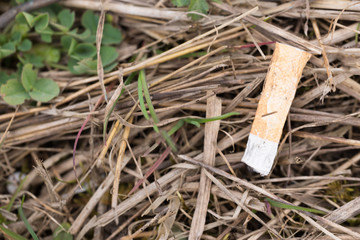 Cigarette on the grass the danger of a forest fire