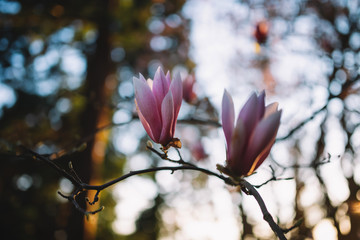 Blown beautiful magnolia flower on a tree with green leaves