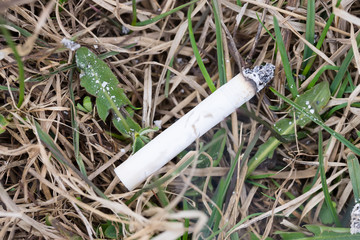 Cigarette on the grass the danger of a forest fire