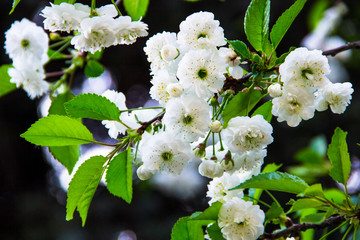Nature concept-beautiful spring landscape with white flowers and green leafy on branches. Flowers background. Beautiful flowers in the garden. Flowers for postcard beauty or agriculture concept design