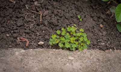 Beautiful fresh green plants in the garden