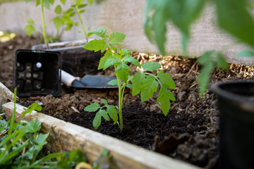 Young tomato plants ready to be planted in garden, spring gardening. grow vegetables concept.