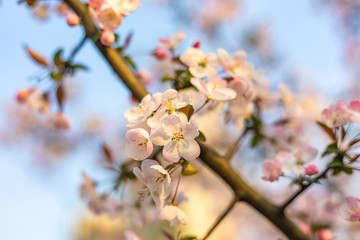 sakura blooming in spring