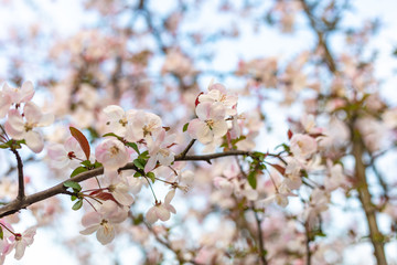 sakura blooming in spring