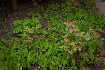 Beautiful fresh green plants in the garden