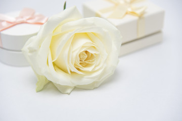 プレゼント　ギフト　白い薔薇