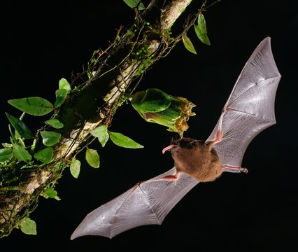 Pallas's long-tongued bat (Glossophaga soricina), approaching a flower at night, eats Necktar, Costa Rica, Central America