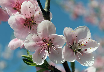 Panele Szklane  różowy kwiat wiśni na wiosnę nad błękitne niebo.