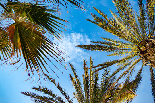Palm trees, low angle shot. Palm trees at tropical coast. Palm trees against blue sky,  Palm Trees at Larnaca Cyprus