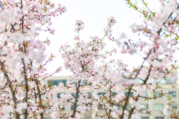 sakura blooming in spring
