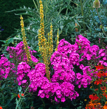 Detail of colourful border with Verbascum and Phlox