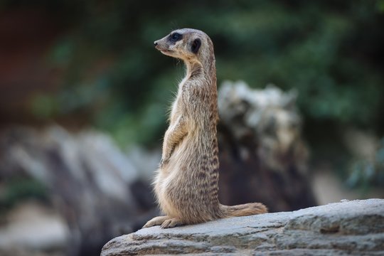 Meerkat (suricata suricatta), standing attentively on a rock, captive, Stuttgart, Baden-Wurttemberg, Germany, Europe