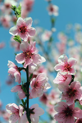 pink cherry blossom flower in spring time over blue sky.