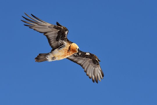 Bearded Vulture (Gypaetus barbatus) gliding, Canton of Valais, Switzerland, Europe