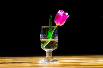 tulipan