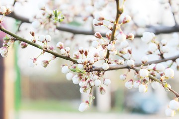Blooming beautiful tree