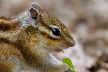 春のシマリス