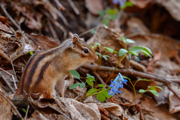 春のシマリス