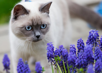Siamese cat on green grass. Cat in nature background. Beautiful eyes and color