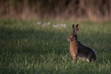 Hare