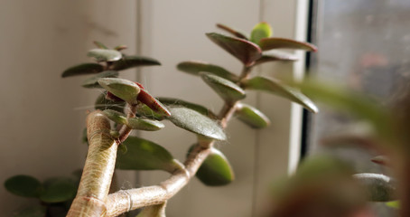 Branch of  money tree plant leaves