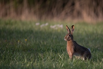 Naklejka premium Hare