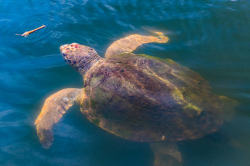 Obraz premium Type of giant turtles living in the headwaters of the Dalyan River.