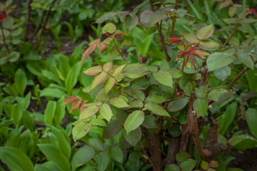 Beautiful fresh green plants in the garden