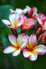 Deurstickers frangipani flower © JM