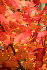 Naklejka na ściany i meble Colored autumn leaves on a maple tree