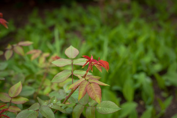 Beautiful fresh green plants in the garden