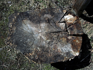 old cracked stump lit by the sun