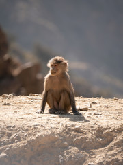 Baboons up in the Al Souda Mountains in the Abha region, Saudi Arabia