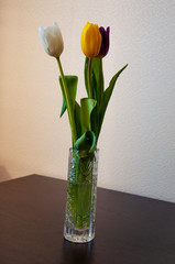 Lovely bright three flowers of tulips of white, purple and yellow color are standing on the table in the crystal vase. Green leaves. Still life. White  background