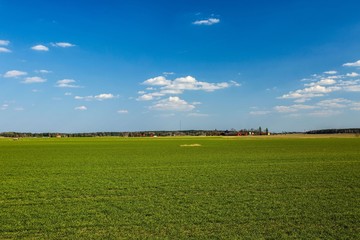Beautifiull view on  wheat field on a spring day. Agriculture concept.