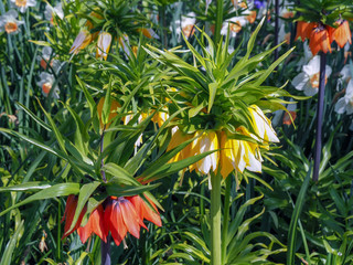 Deep yellow Fritillaria Imperialis Aurora flowers with green leaves