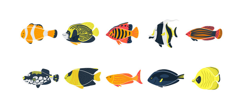 Isolated fish illustration. Set of freshwater aquarium cartoon colored fishes. Flat design sea tropical fish. Vector collection