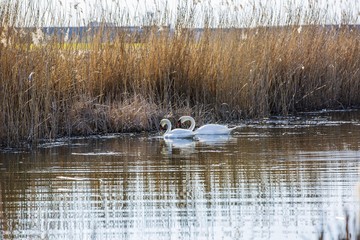 Beautiful view on the little lake with birds on spring day.  Gorgeous nature backgrounds. 