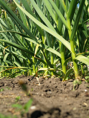garlic